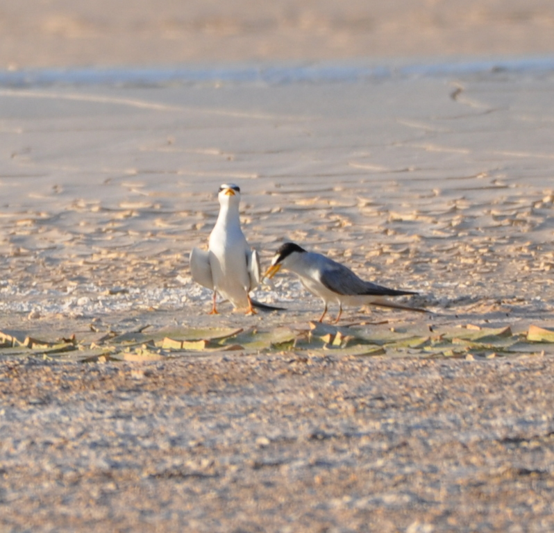 DSC_0596b.JPG