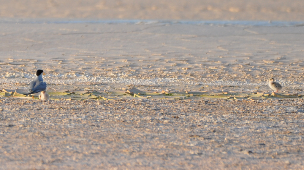 DSC_0711b.JPG