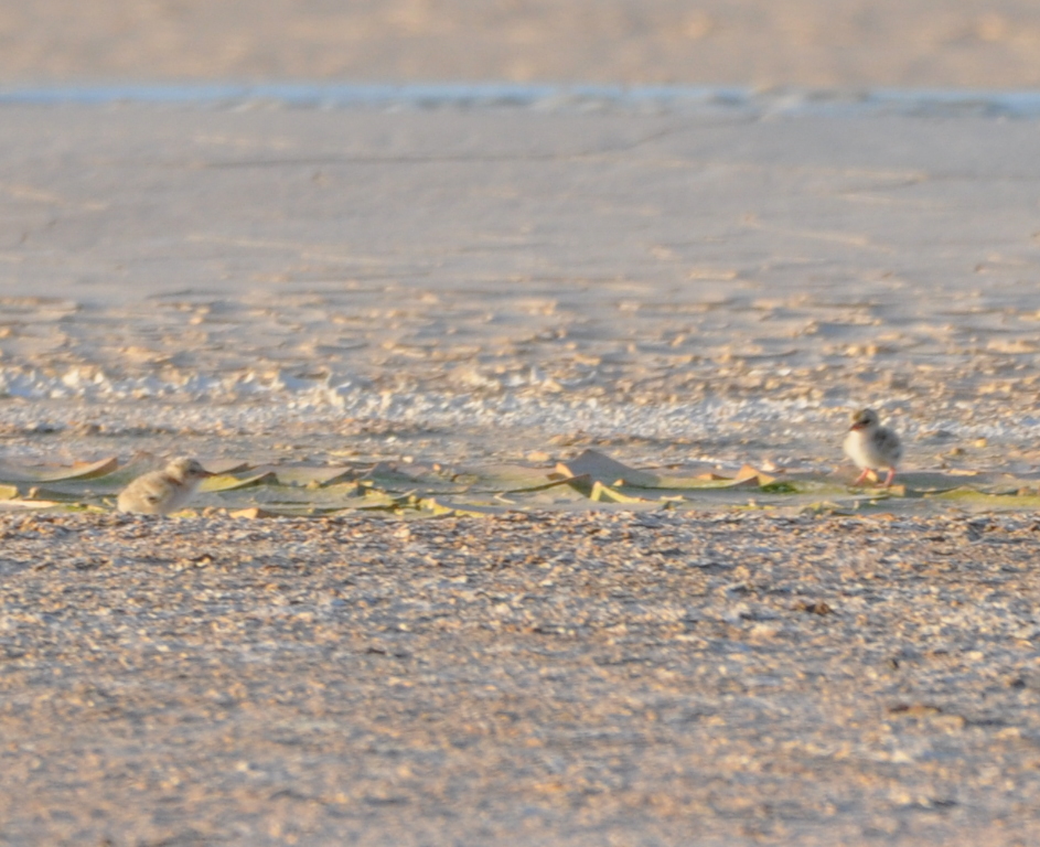 DSC_0754b.JPG