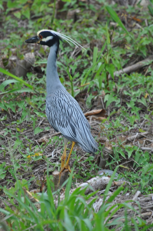 DSC_0055b.JPG