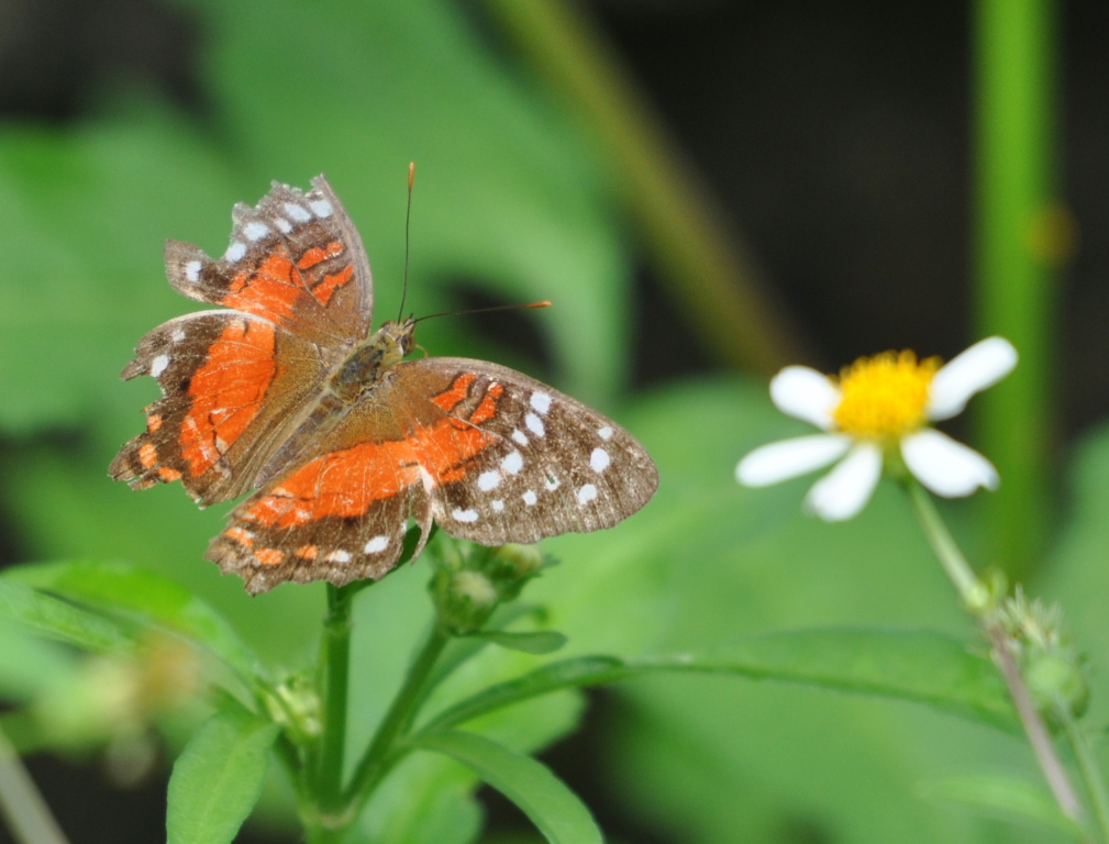 DSC_0248b.JPG