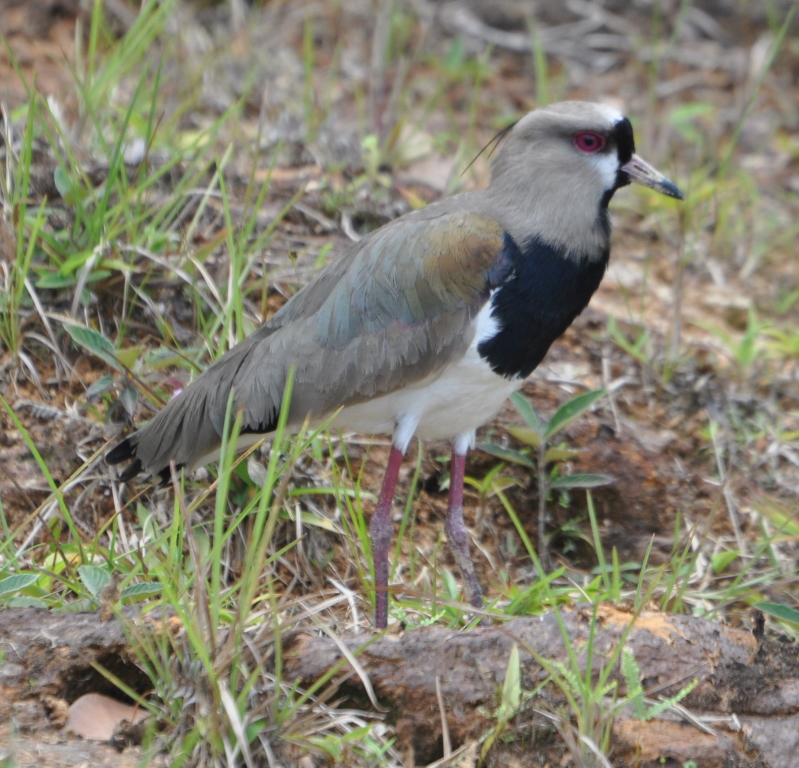 DSC_0516b.JPG