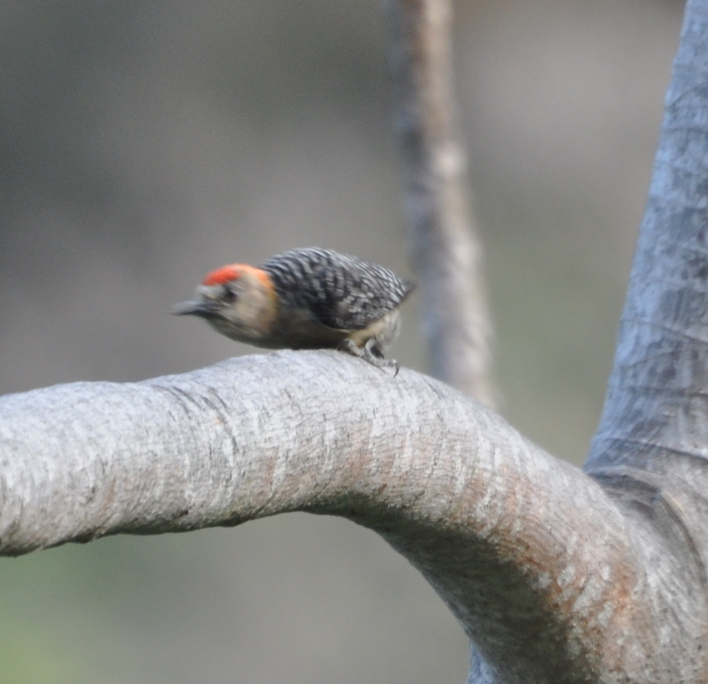 DSC_0826b.JPG