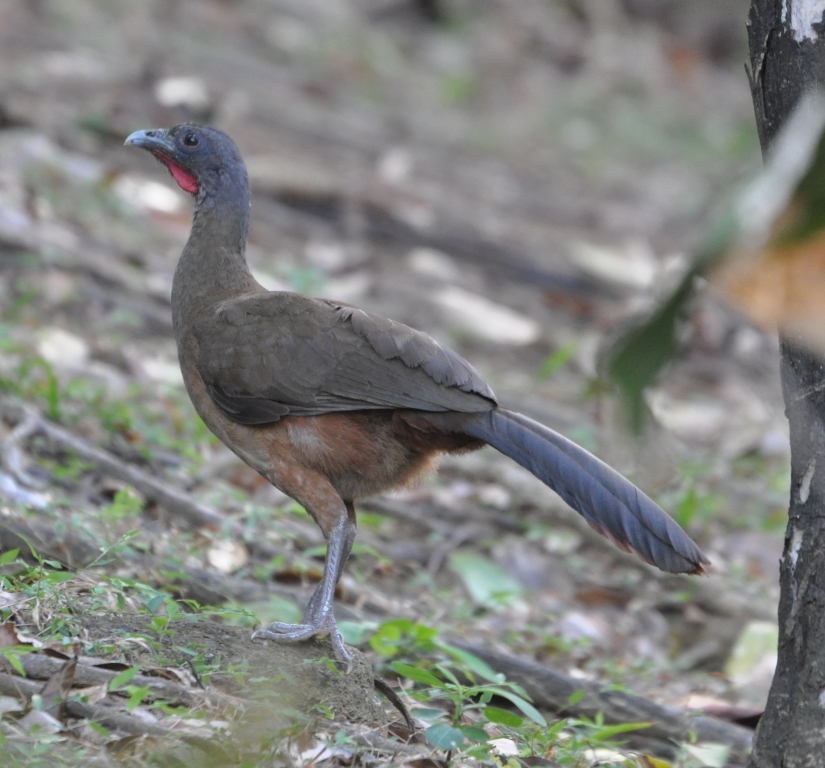 DSC_0021b.JPG
