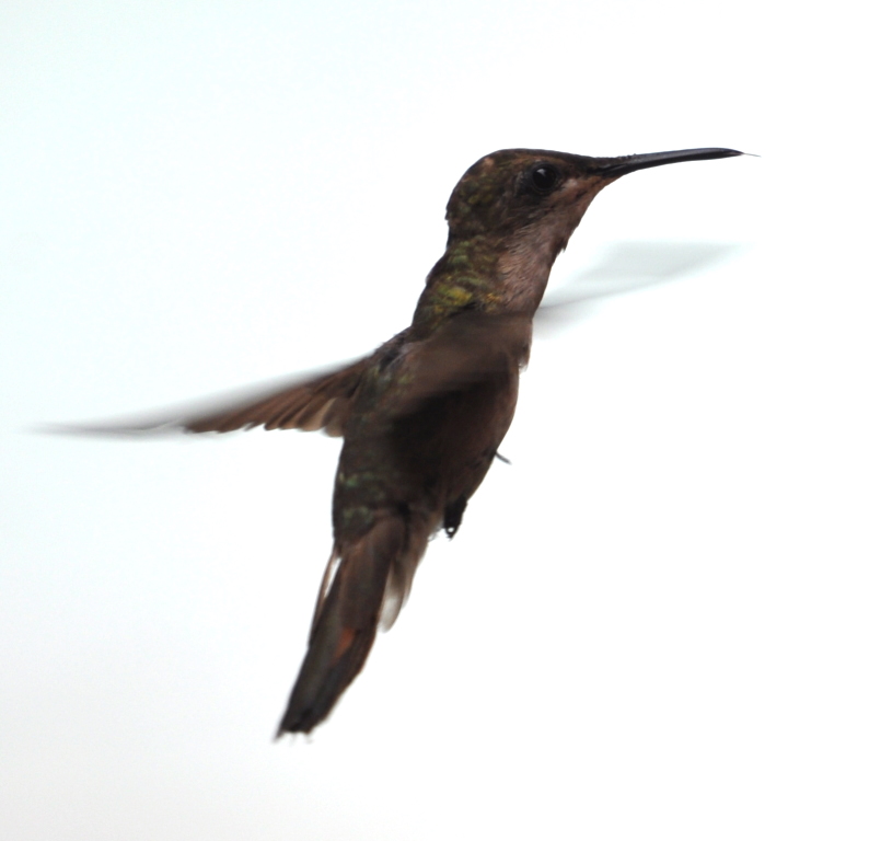DSC_0305b.JPG
