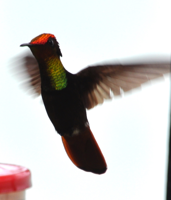DSC_0354b.JPG