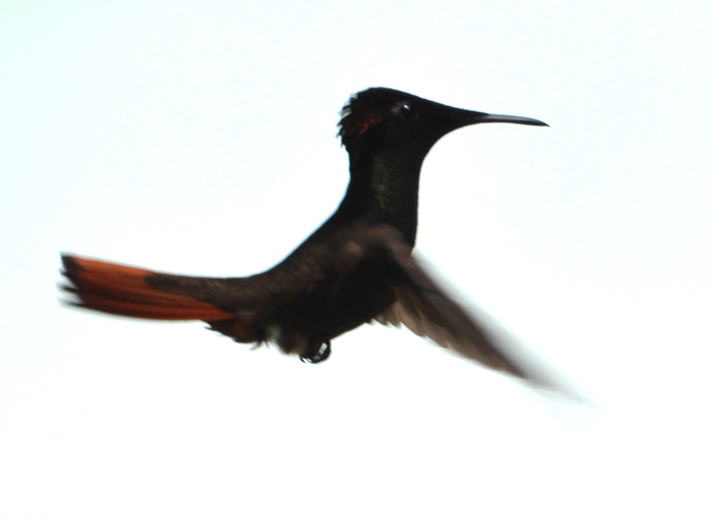 DSC_0436b.JPG