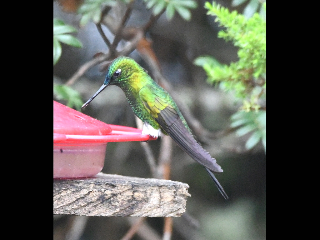 DSC_1945b.JPG