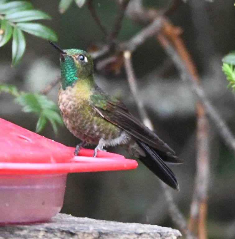 DSC_2090b.jpg