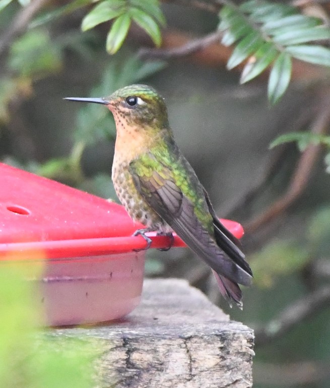 DSC_2138b.jpg