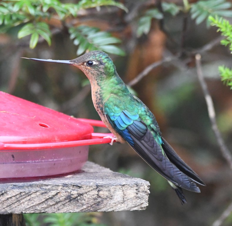 DSC_2162b.jpg