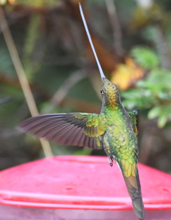 DSC_2198b.jpg