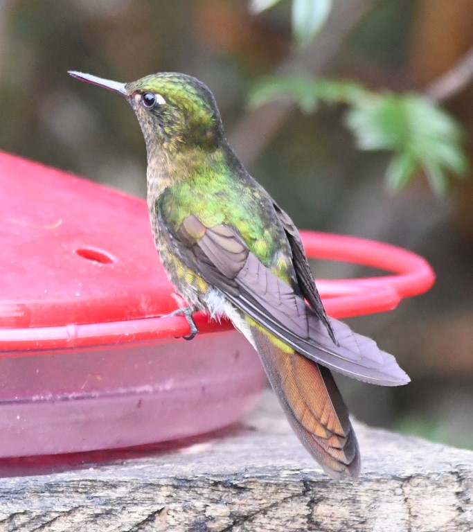 DSC_2201b.jpg