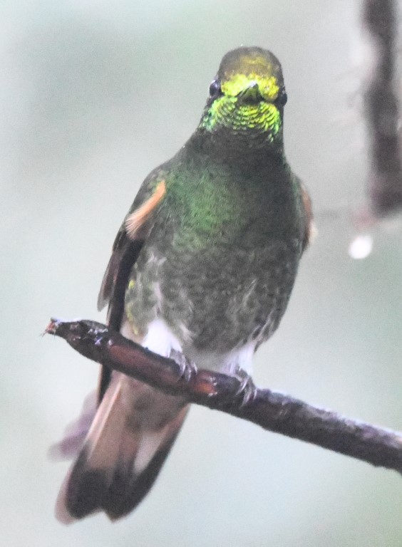 DSC_2342b.jpg