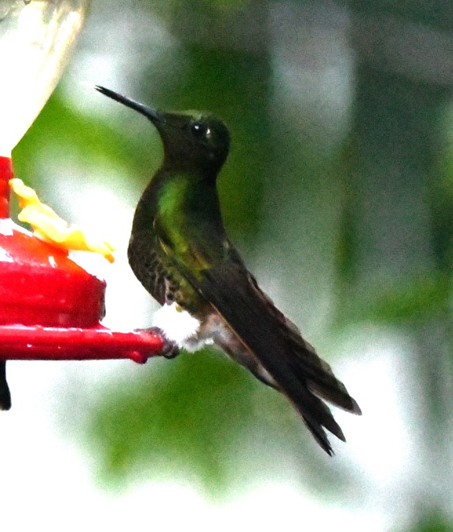 DSC_2545b.jpg