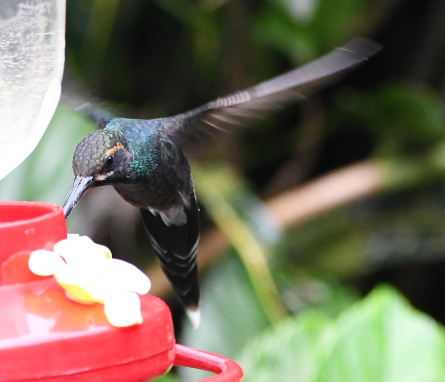 DSC_3426b.jpg