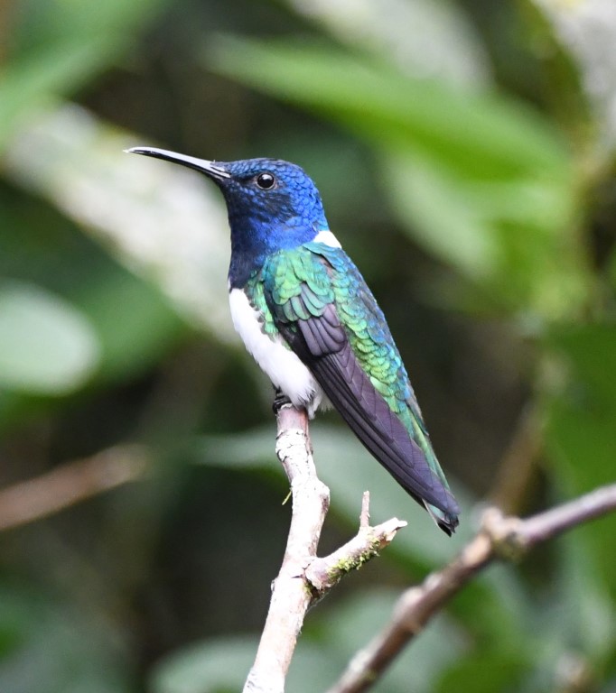DSC_3520b.jpg