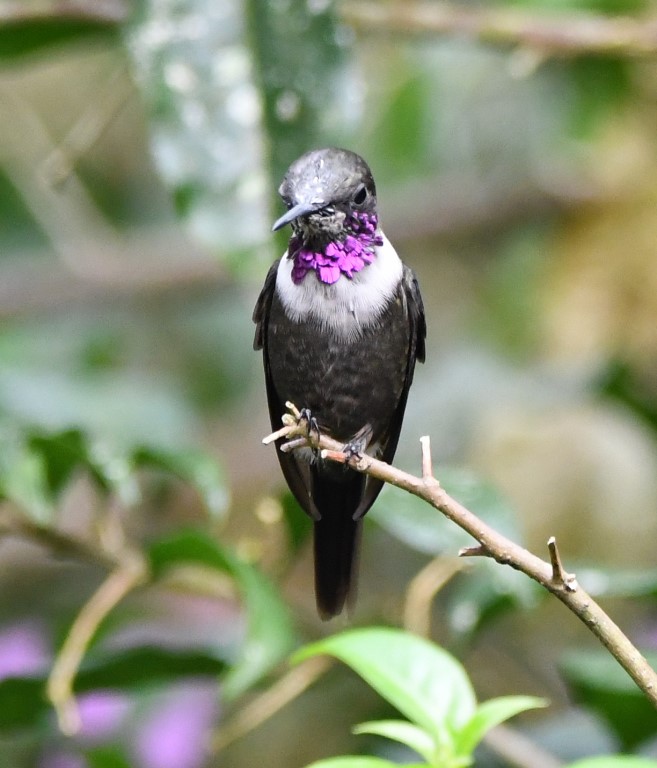 DSC_3527b.jpg