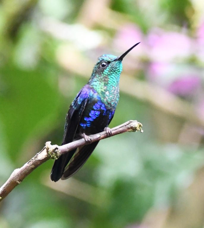 DSC_3687b.jpg