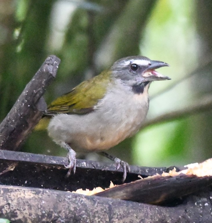 DSC_3722b.jpg