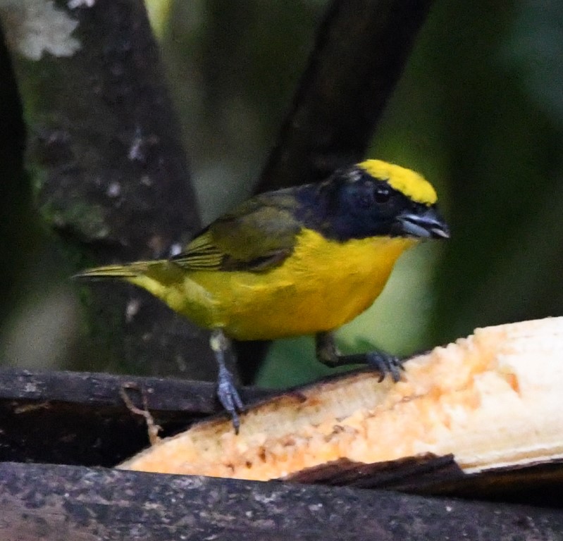 DSC_3725b.jpg