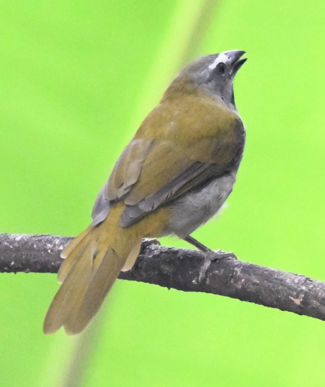 DSC_3737b.jpg