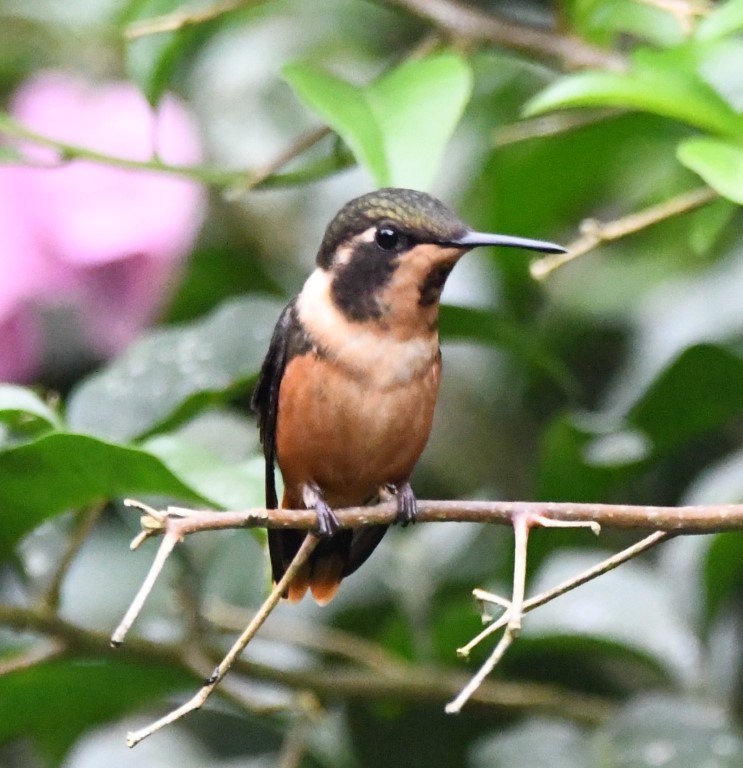 DSC_3834b.jpg