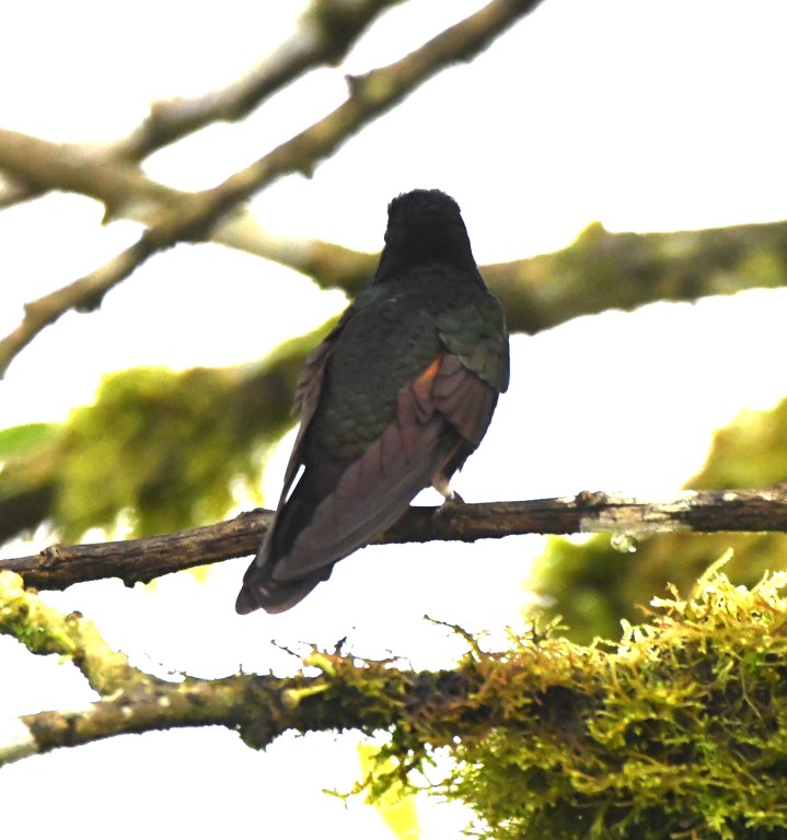 DSC_4069b.jpg