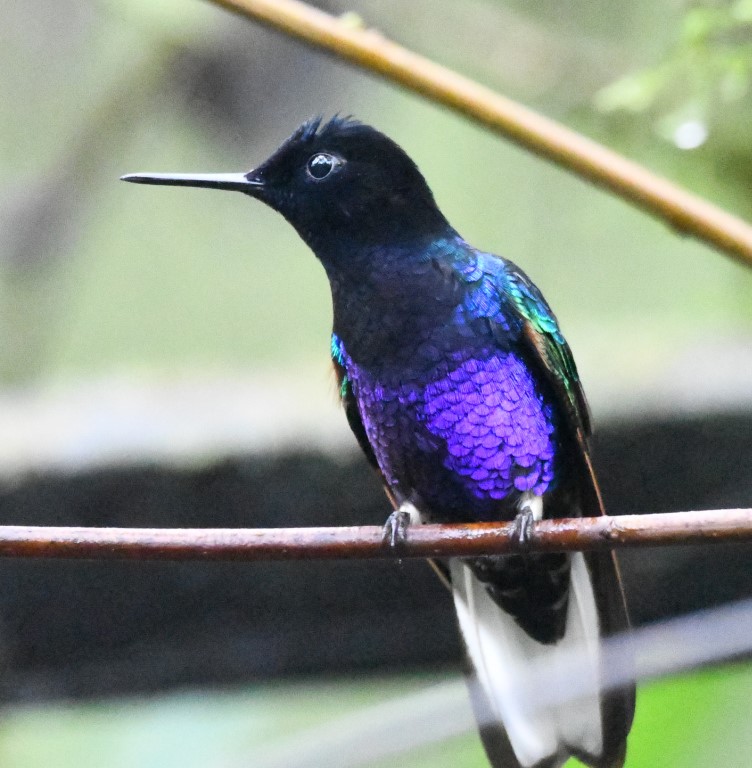 DSC_4634b.jpg