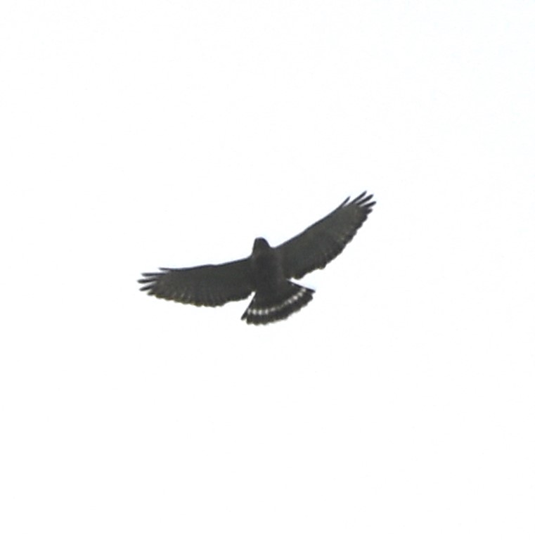 DSC_4695b.jpg