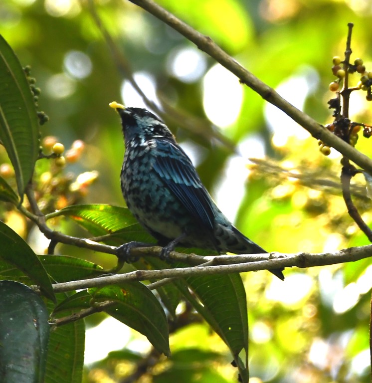 DSC_4719b.jpg