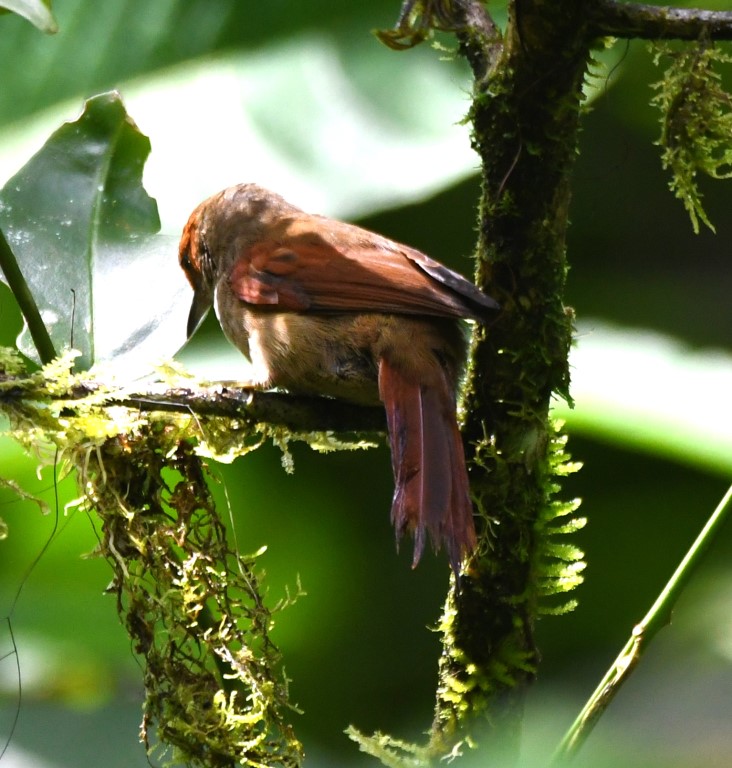 DSC_4722b.jpg