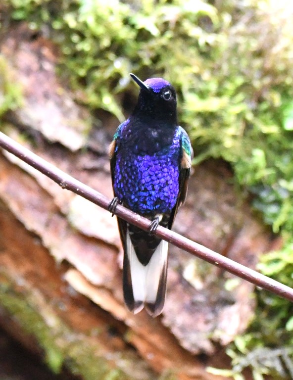 DSC_4794b.jpg