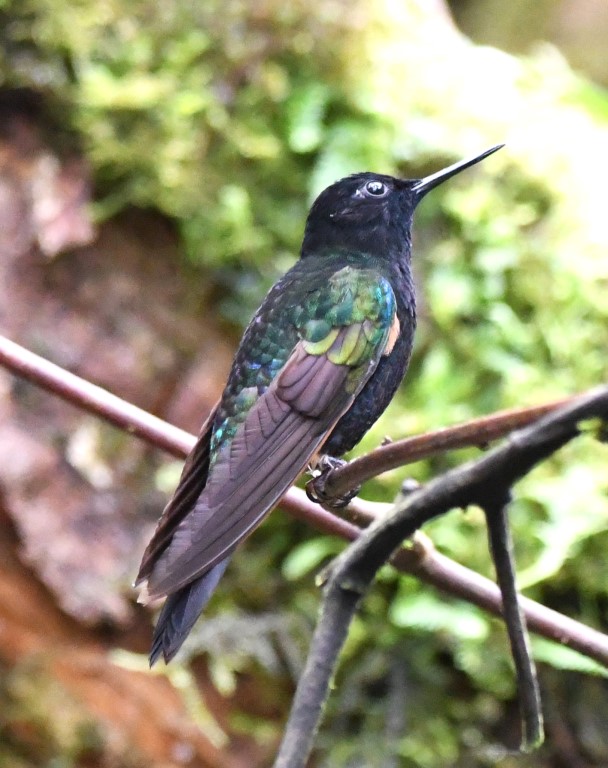 DSC_4798b.jpg