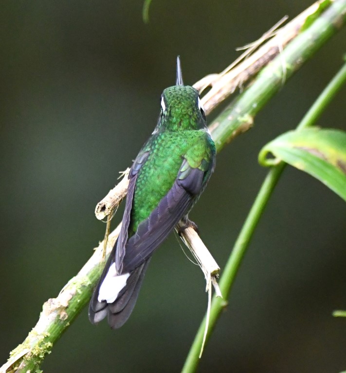DSC_4826b.jpg