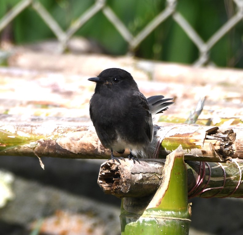 DSC_4931b.jpg
