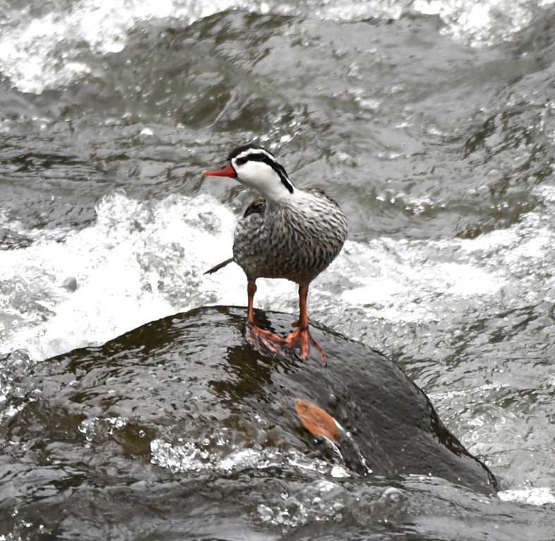DSC_5090b.jpg