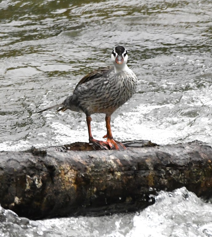 DSC_5097b.jpg