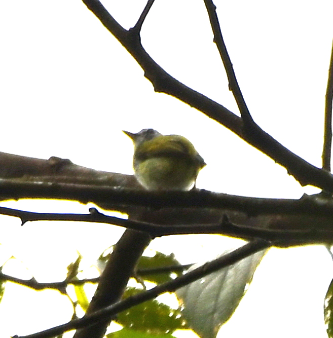DSC_5465b.JPG