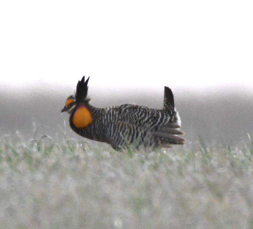 DSC_8057b.jpg