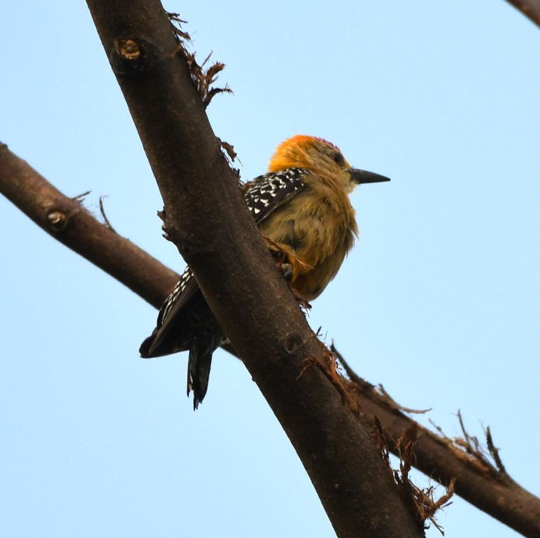 DSC_8443b.jpg