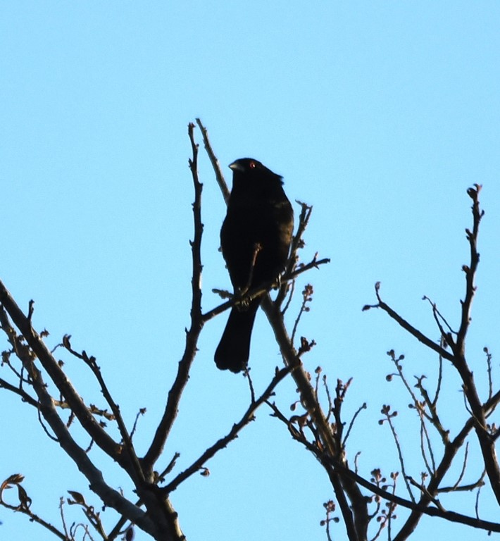 DSC_8474b.jpg