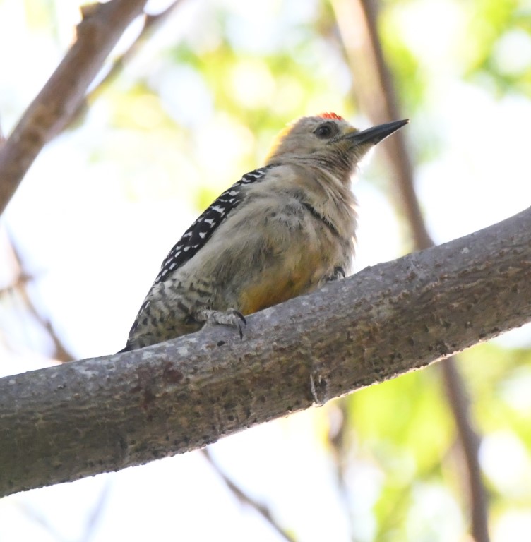 DSC_8512b.jpg