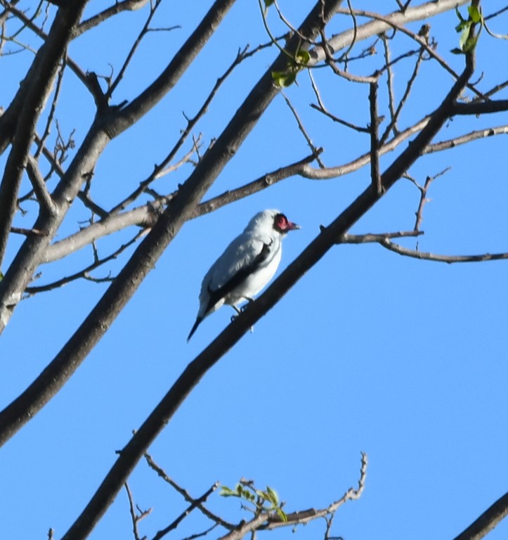DSC_8550b.jpg