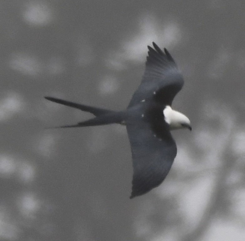 DSC_8620b.jpg