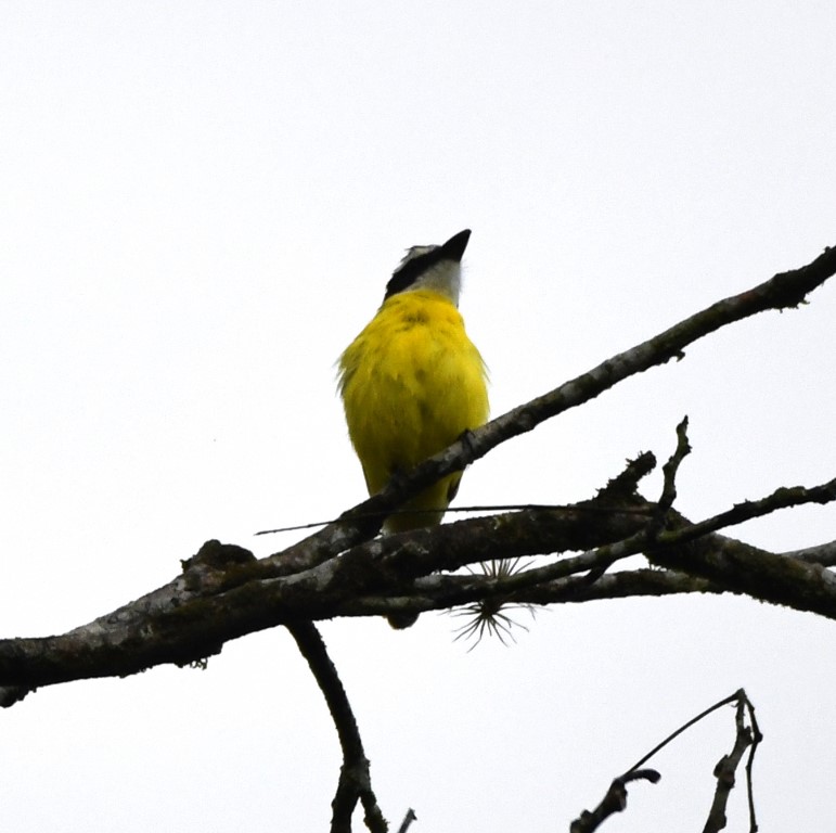 DSC_8843b.jpg