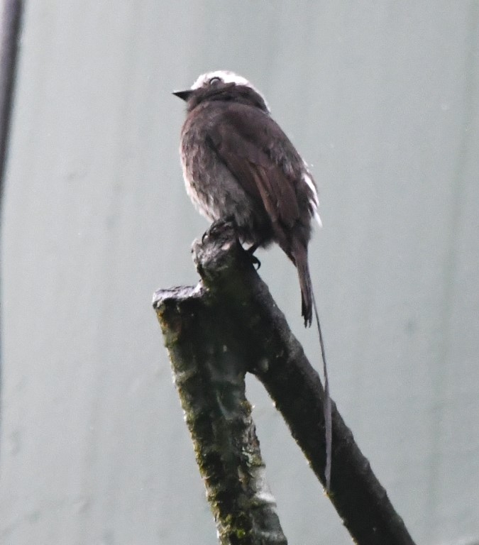 DSC_9039b.jpg