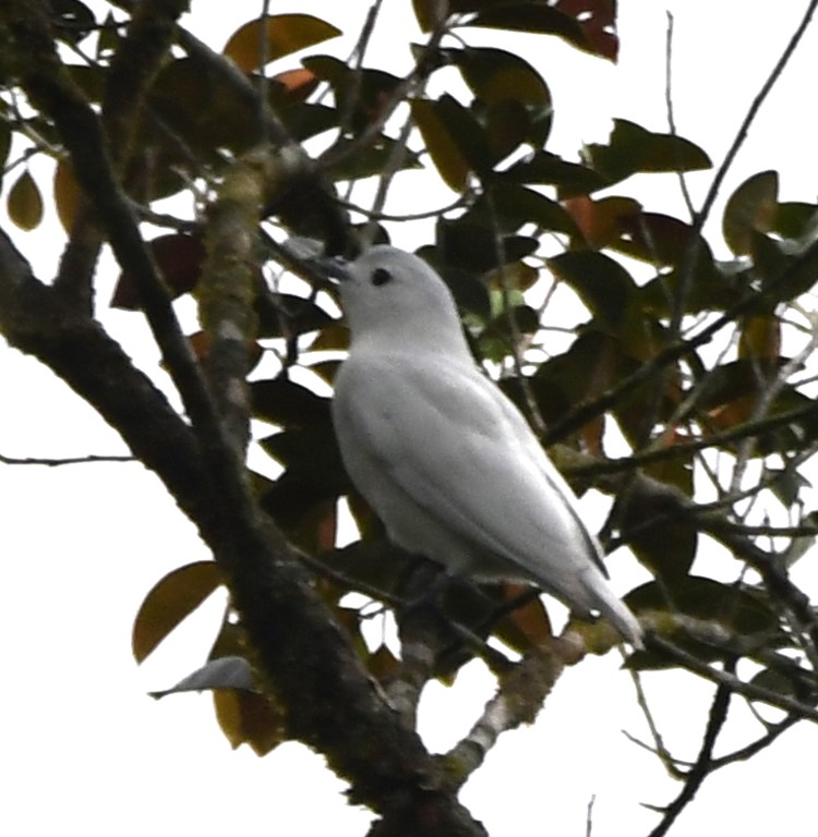 DSC_9063b.jpg