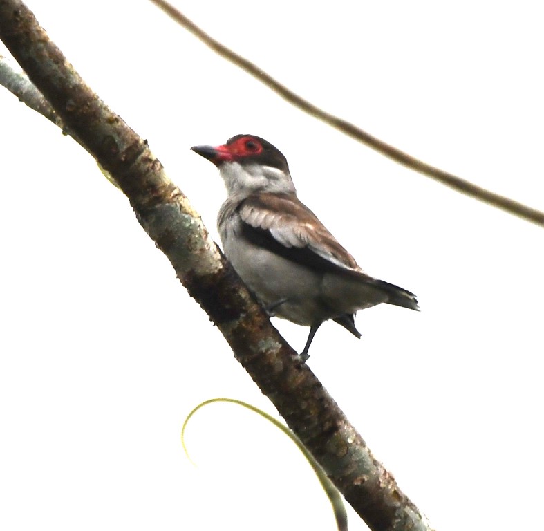 DSC_9079b.jpg