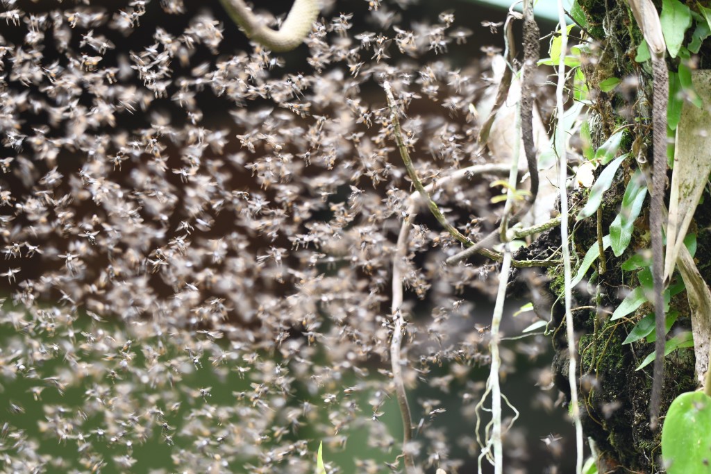 DSC_9545b.jpg